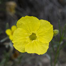 Image of <i>Calylophus tubicula</i>