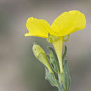 Image de <i>Calylophus tubicula</i>