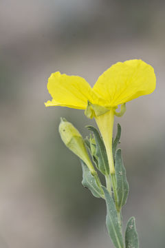 Image of <i>Calylophus tubicula</i>