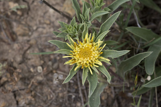 Sivun Pyrrocoma carthamoides var. cusickii (A. Gray) J. T. Kartesz & K. N. Gandhi kuva