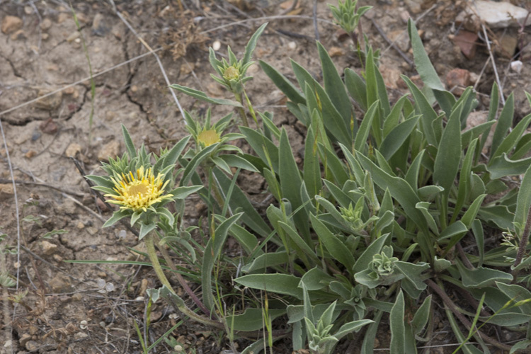 Sivun Pyrrocoma carthamoides var. cusickii (A. Gray) J. T. Kartesz & K. N. Gandhi kuva