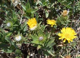 Grindelia hirsutula Hook. & Arn.的圖片