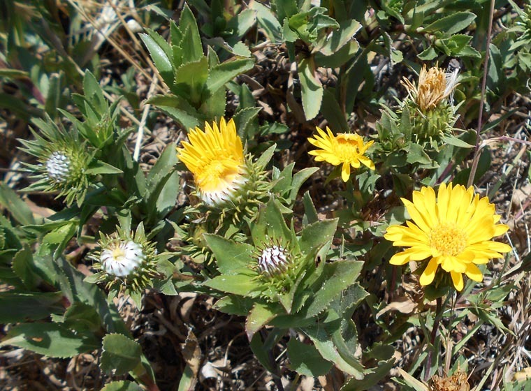 Grindelia hirsutula Hook. & Arn.的圖片