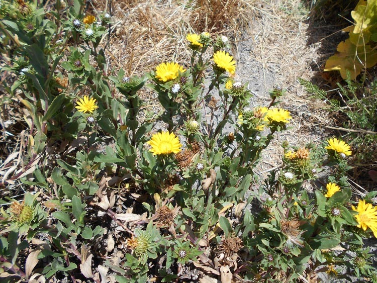 Grindelia hirsutula Hook. & Arn.的圖片