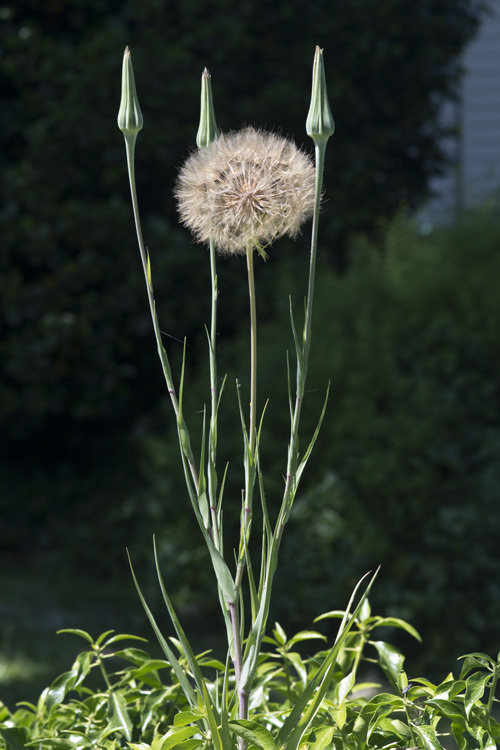 Image of salsify