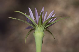 Image of salsify