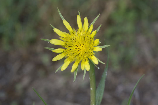 Image of yellow salsify