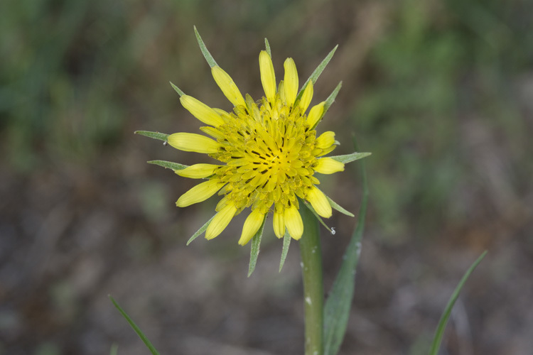 Слика од Tragopogon dubius Scop.