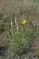 Слика од Tragopogon dubius Scop.