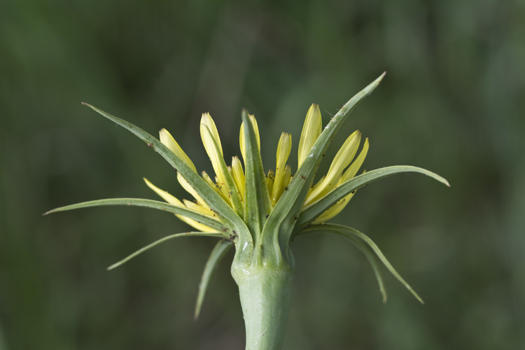 Image of yellow salsify