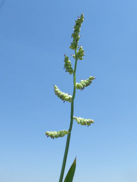 Image of Jungle-Rice