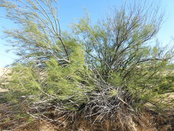 Слика од Parkinsonia aculeata L.