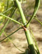 Image of Jerusalem thorn