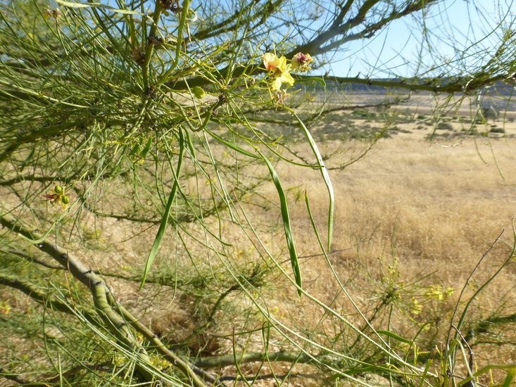 Image of Jerusalem thorn