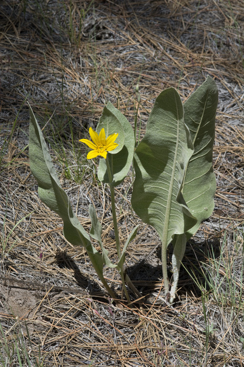 Image of woolly mule-ears