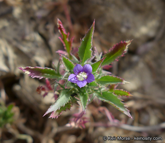 Image of Paiute Mountain pincushionplant