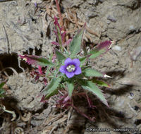 Image of Paiute Mountain pincushionplant