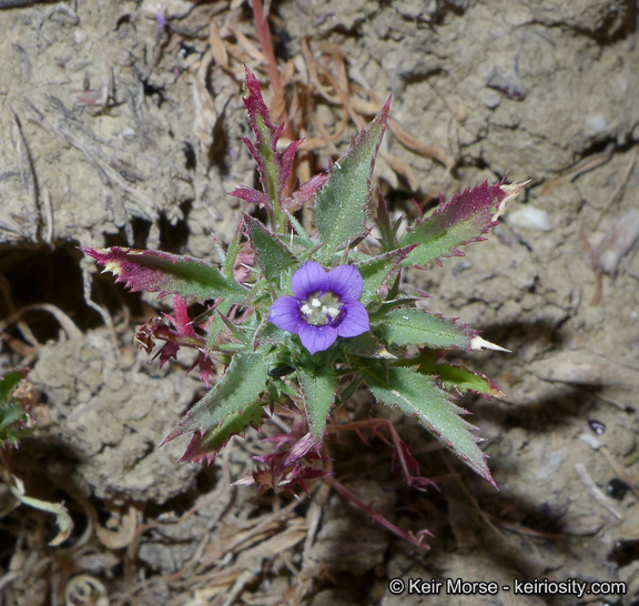 Image of Paiute Mountain pincushionplant