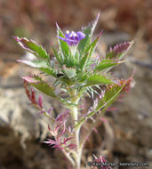 Image of Paiute Mountain pincushionplant