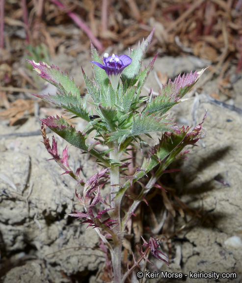 Image of Paiute Mountain pincushionplant