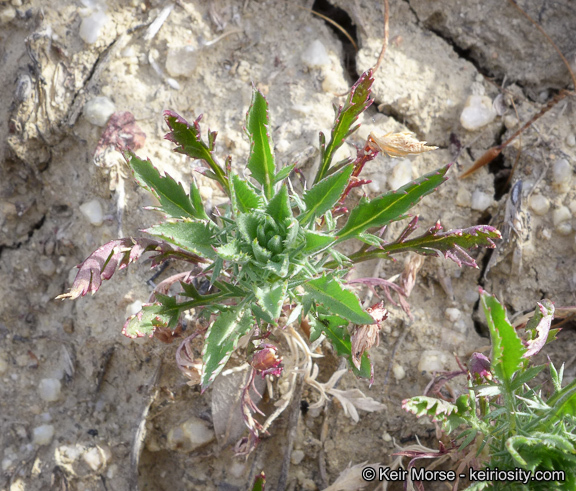 Image of Paiute Mountain pincushionplant