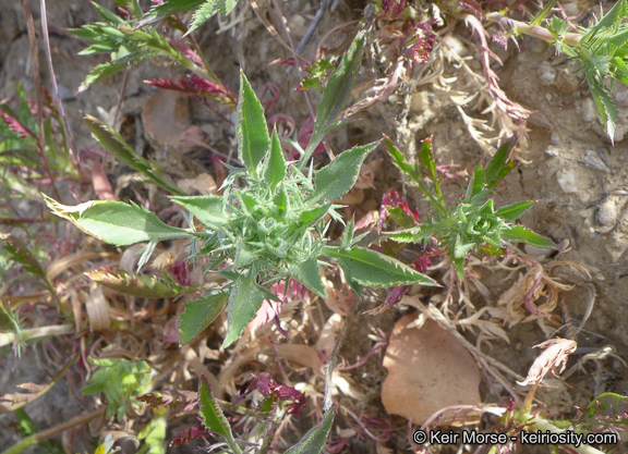 Image of Paiute Mountain pincushionplant