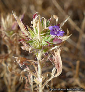 Image of Paiute Mountain pincushionplant