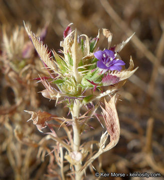 Imagem de Navarretia setiloba Coville