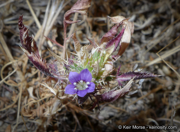 Image of Paiute Mountain pincushionplant