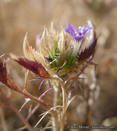 Image of Paiute Mountain pincushionplant