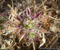 Image of Paiute Mountain pincushionplant