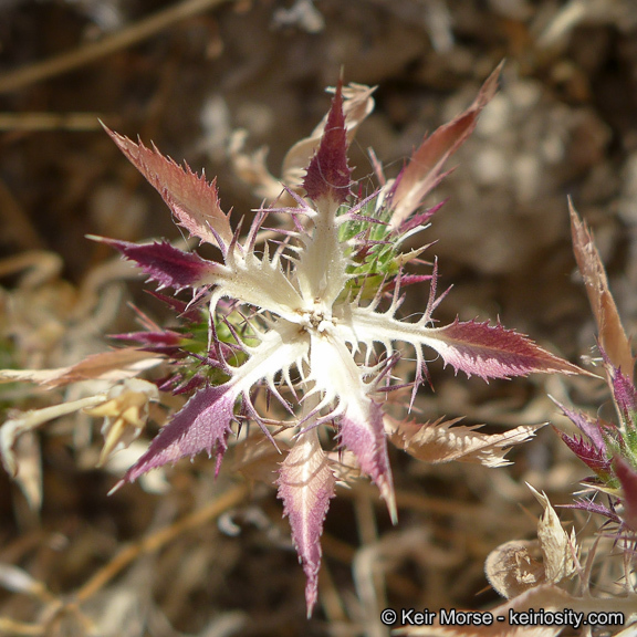 Image of Paiute Mountain pincushionplant