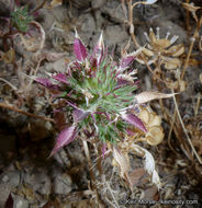 Image of Paiute Mountain pincushionplant