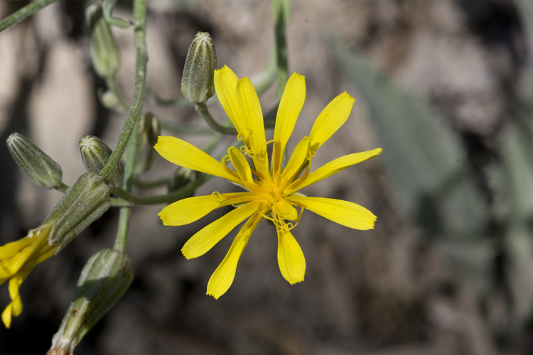 Crepis acuminata Nutt. resmi