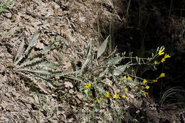 Crepis acuminata Nutt. resmi