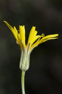 Crepis acuminata Nutt. resmi