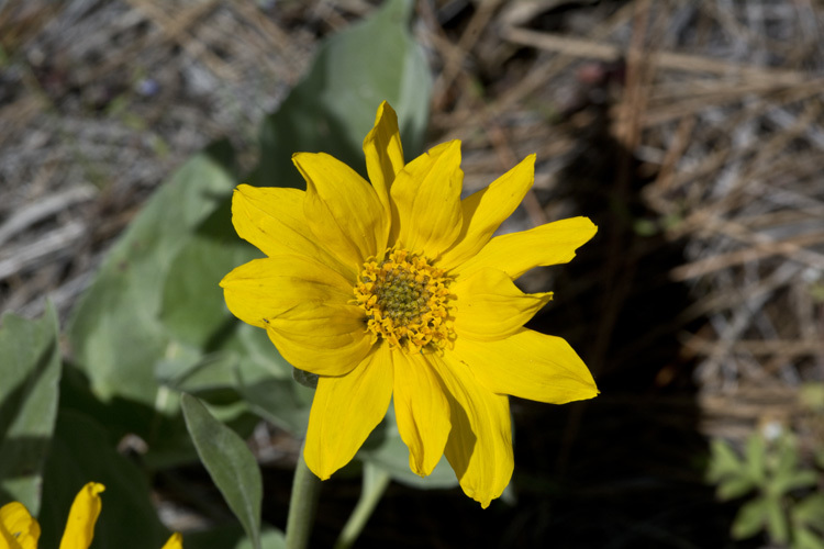 Sivun Balsamorhiza sagittata (Pursh) Nutt. kuva