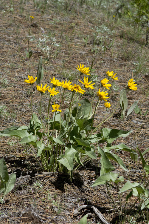 Sivun Balsamorhiza sagittata (Pursh) Nutt. kuva