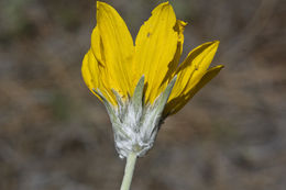 Image de Balsamorhiza sagittata (Pursh) Nutt.