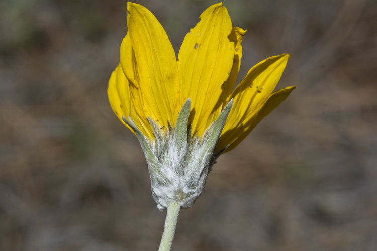 Sivun Balsamorhiza sagittata (Pursh) Nutt. kuva