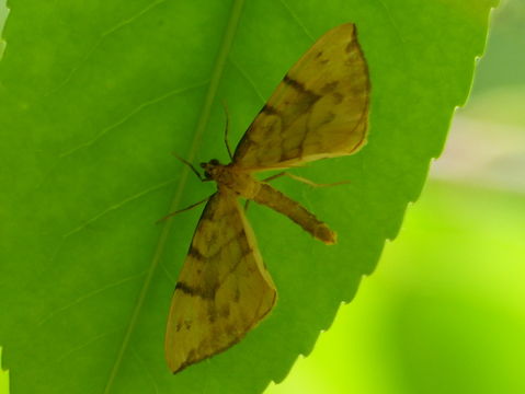 Image of Barred Straw