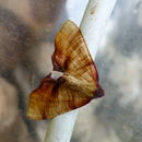 Image of scorched wing
