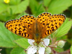 Image of <i>Argynnis aglaja</i>