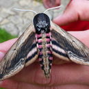 Image of privet hawk-moth