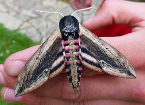 Image of privet hawk-moth