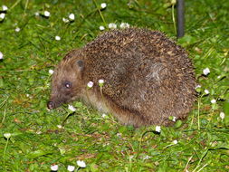 Image of hedgehog, west european hedgehog, western hedgehog