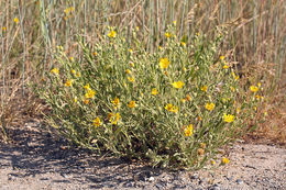 Imagem de Heterotheca villosa var. minor (Hook.) J. C. Semple