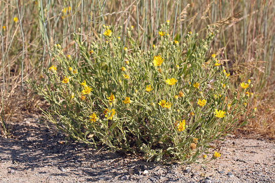 Image de Heterotheca villosa var. minor (Hook.) J. C. Semple