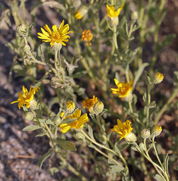 Image of Spokane false goldenaster