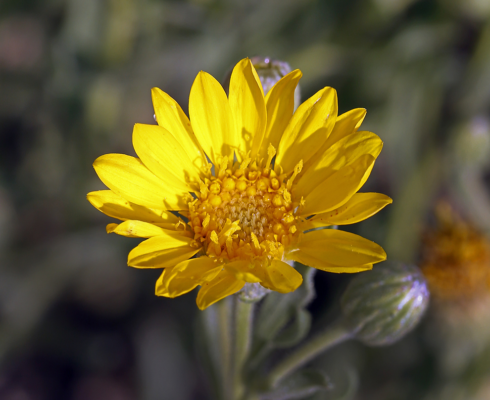 Image of Spokane false goldenaster